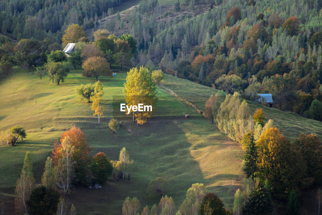 HIGH ANGLE VIEW OF TREES GROWING IN FIELD