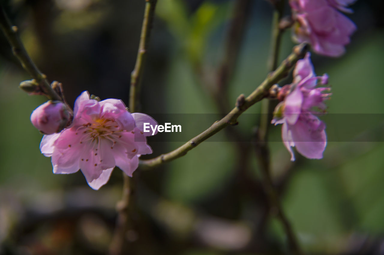 CLOSE-UP OF PINK CHERRY BLOSSOMS