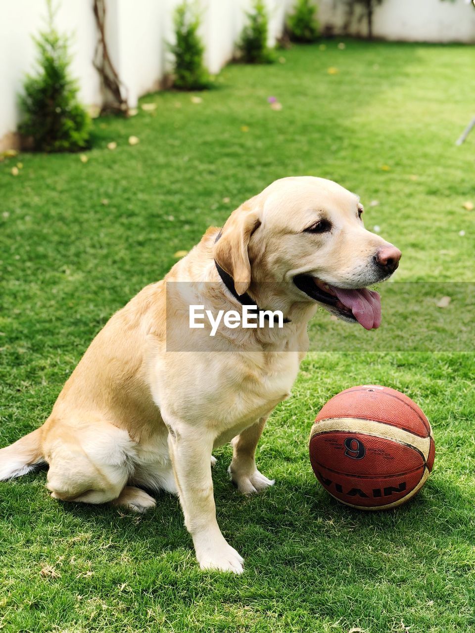 View of dog with ball on field