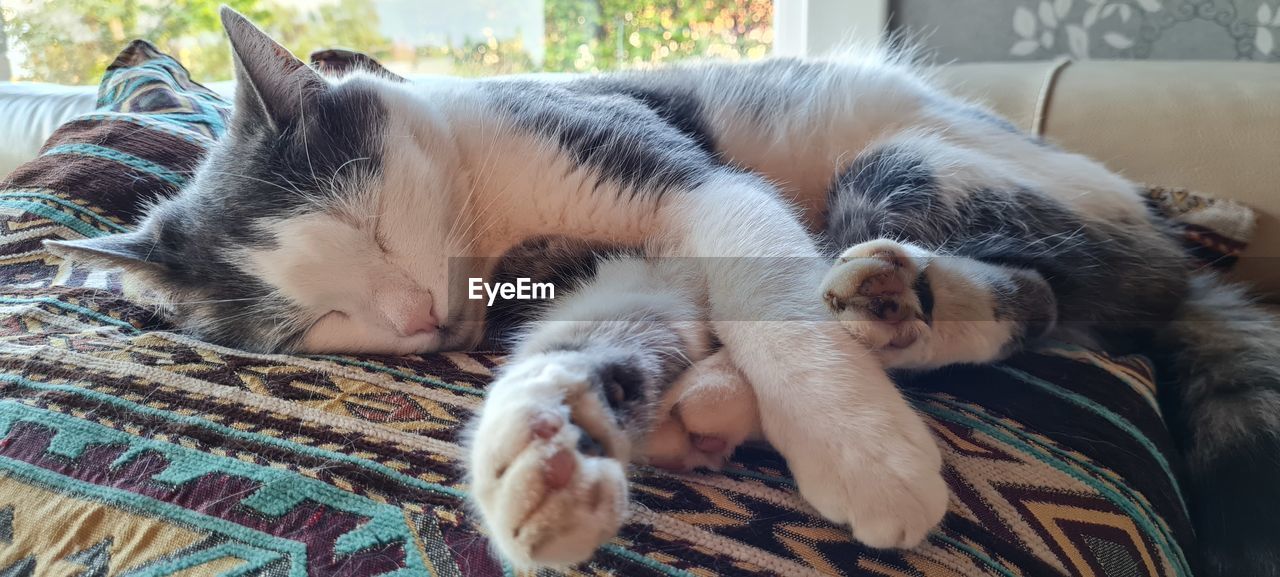 HIGH ANGLE VIEW OF CAT SLEEPING ON BED