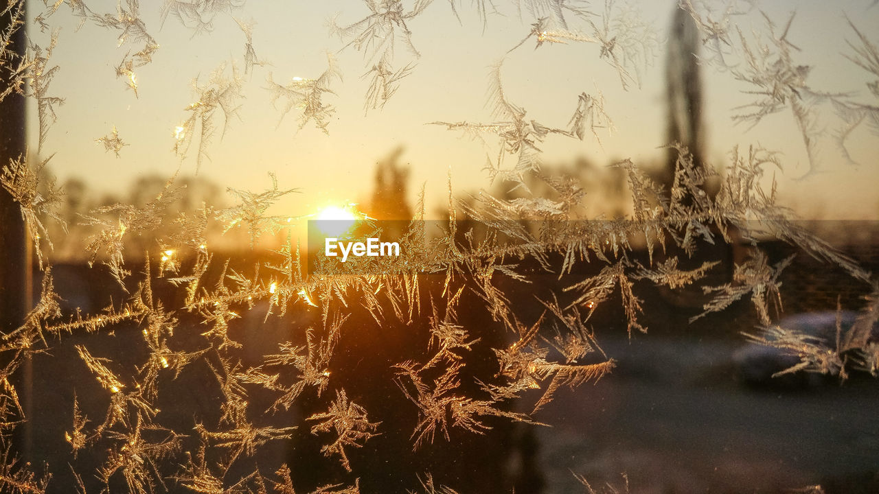 CLOSE-UP OF PLANTS DURING SUNSET