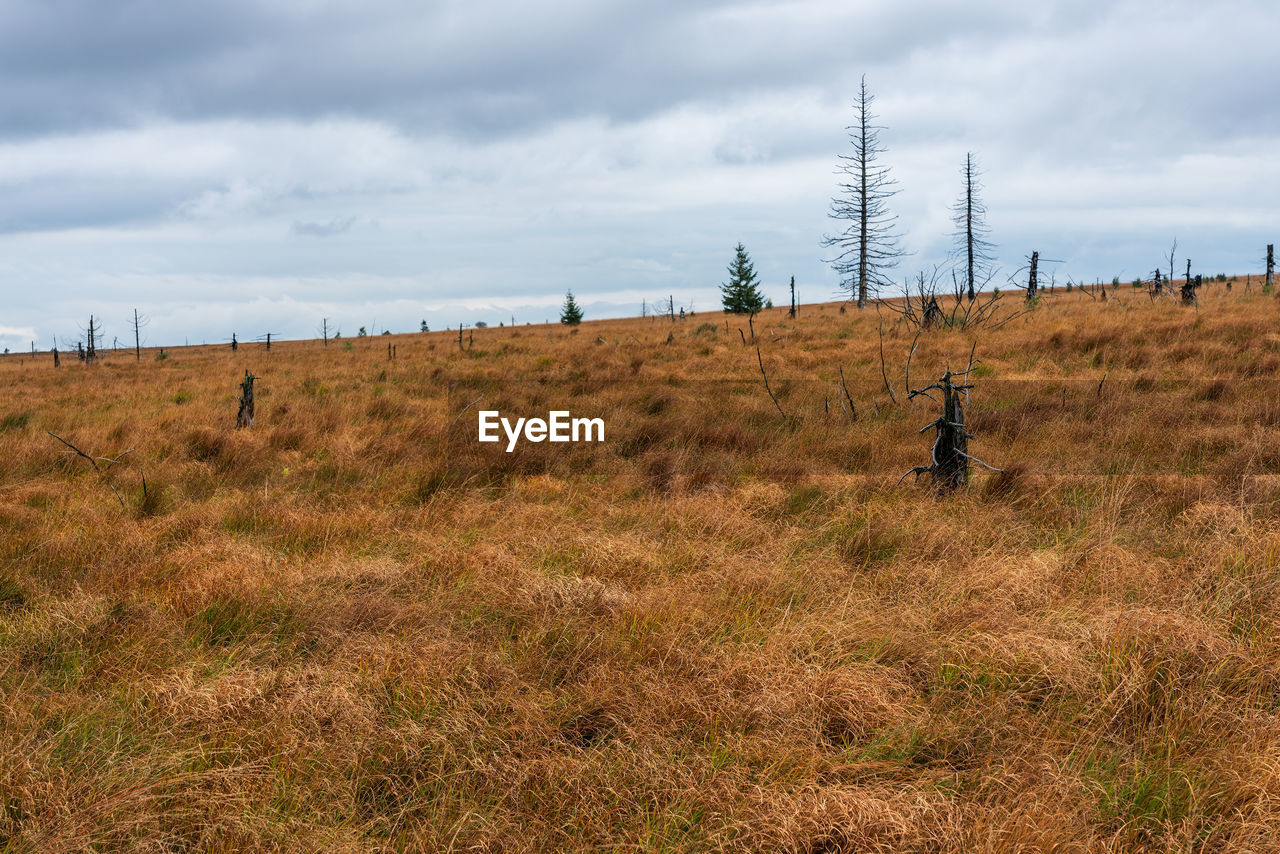 PANORAMIC VIEW OF FIELD AGAINST SKY