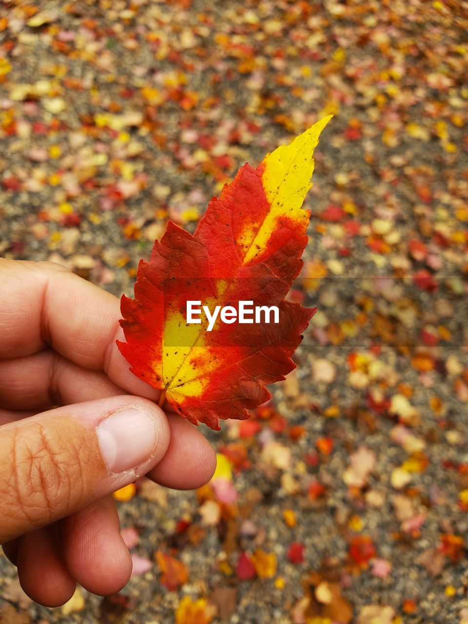 Cropped hand holding leaf against land during autumn