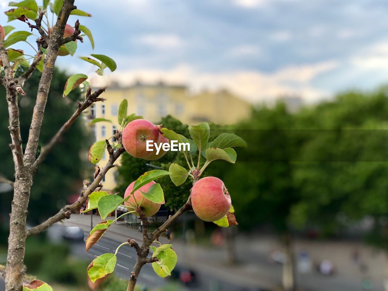 CLOSE-UP OF FRUITS GROWING ON TREE