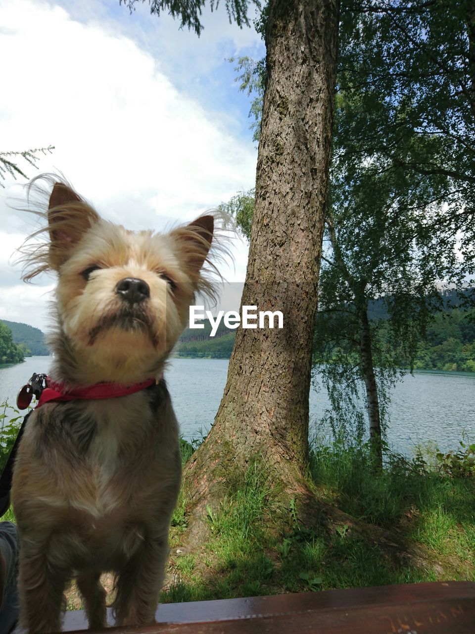 Dog standing by tree