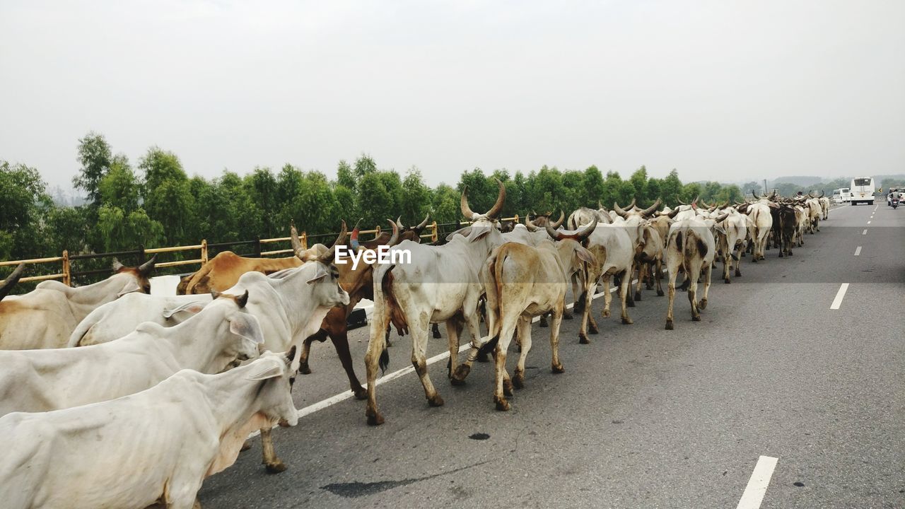 HORSES ON ROAD