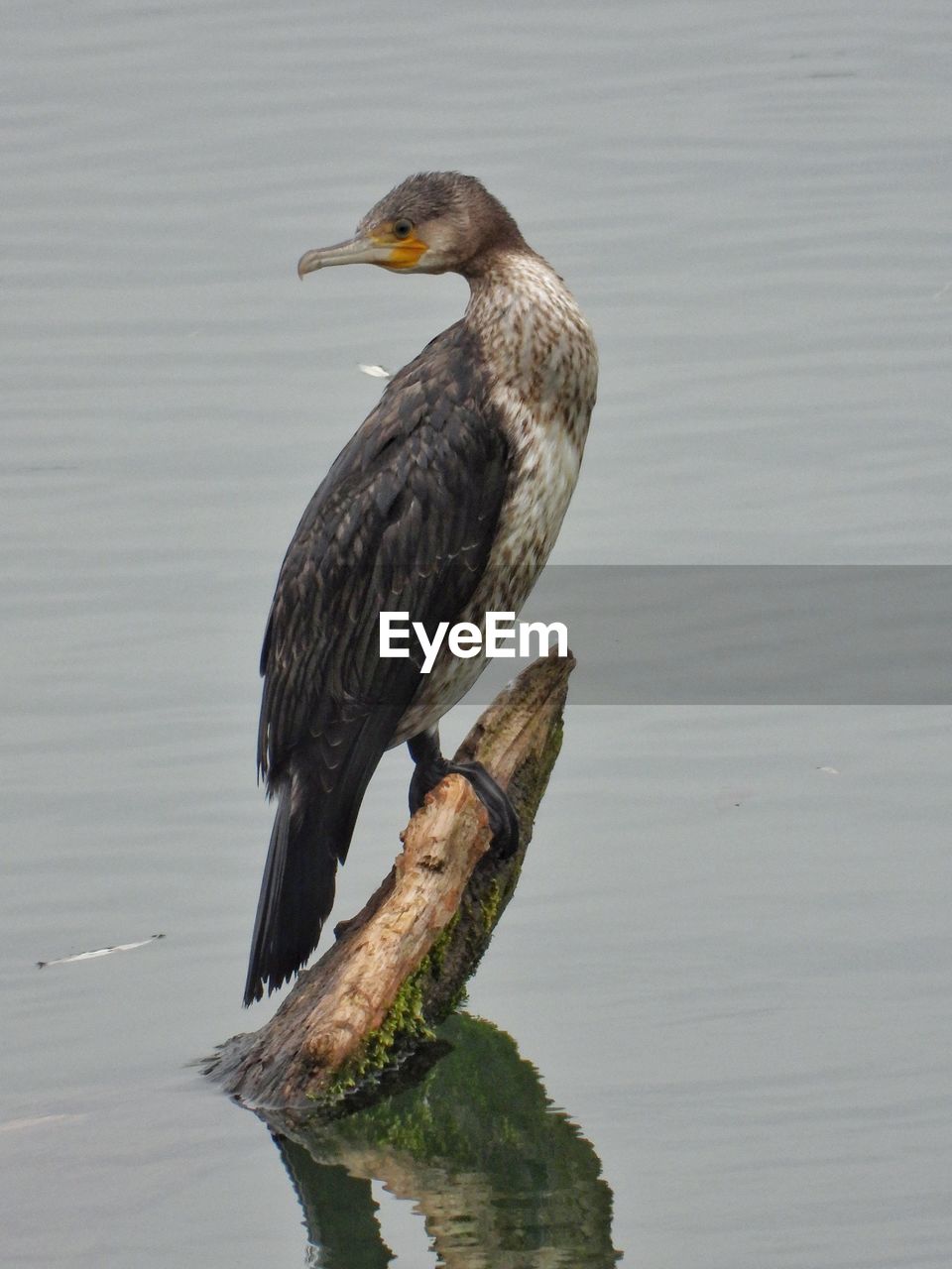 BIRD PERCHING ON A ROCK