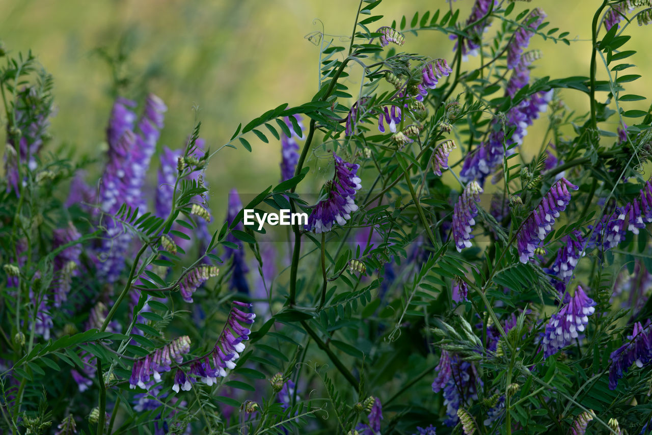 plant, flower, flowering plant, beauty in nature, purple, growth, freshness, nature, meadow, no people, fragility, lavender, green, wildflower, close-up, field, outdoors, plant part, land, leaf, botany, day, herb, food, food and drink, medicine, blossom, focus on foreground, springtime, tranquility, garden
