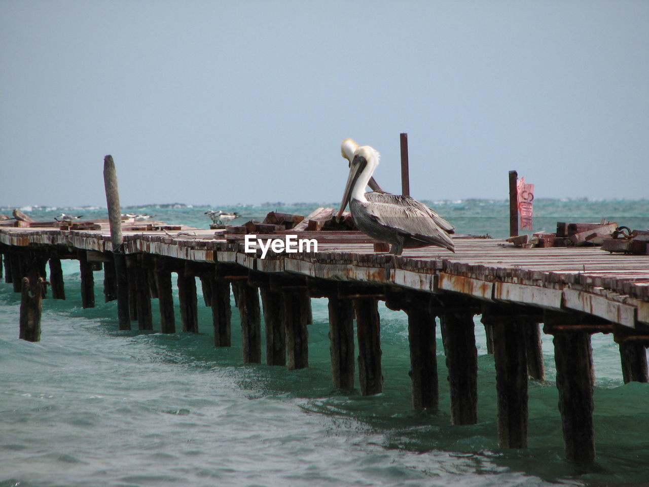 VIEW OF BIRDS PERCHING ON WOODEN POST AGAINST CLEAR SKY