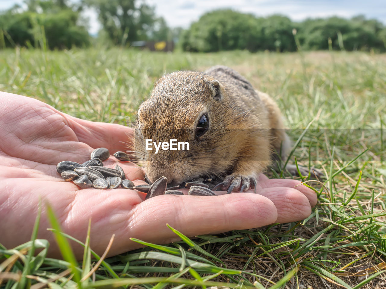 animal, animal themes, animal wildlife, hand, one animal, mammal, wildlife, holding, grass, rodent, plant, one person, nature, close-up, squirrel, eating, day, food, cute, outdoors, pet, focus on foreground, food and drink, field