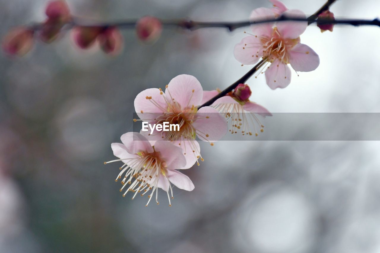 CLOSE-UP OF PINK CHERRY BLOSSOM