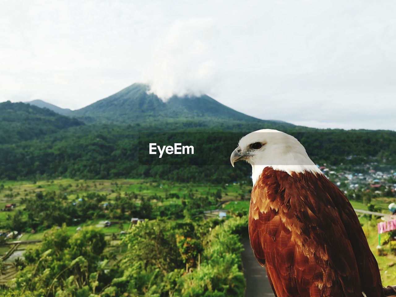 High angle view of bird on mountain against sky