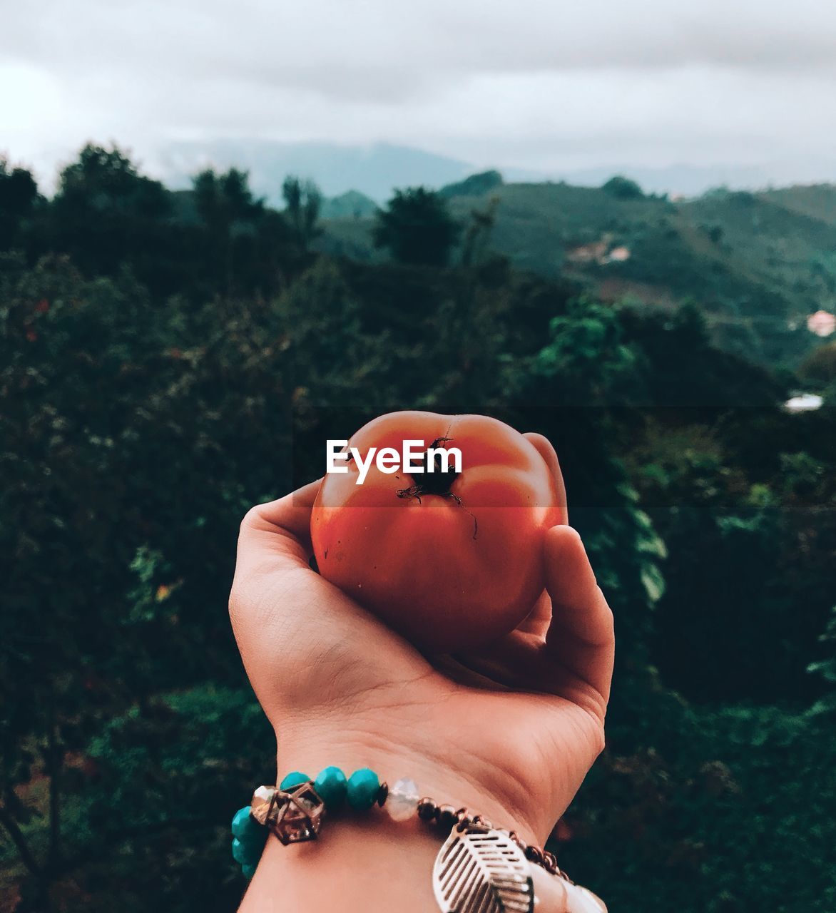 Cropped hand holding tomato against landscape