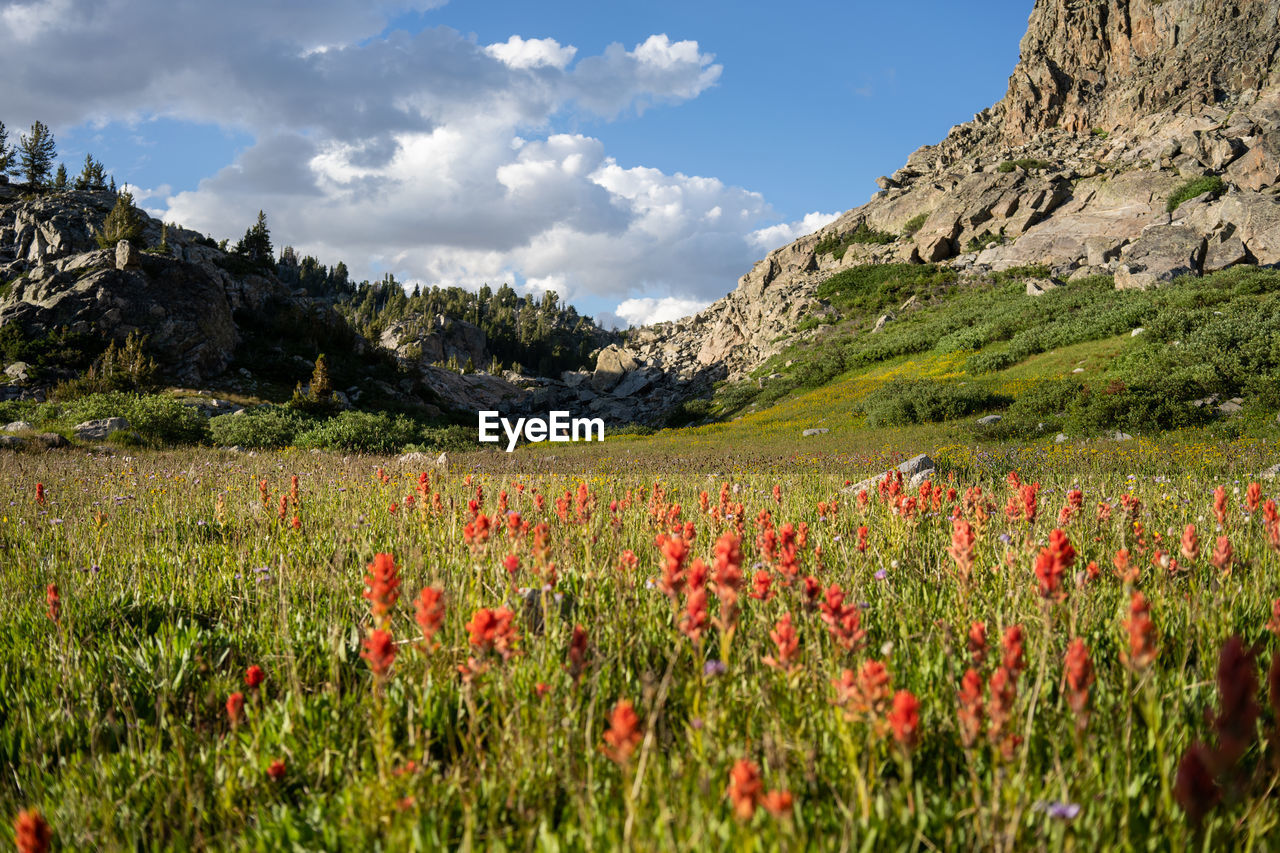 Scenic view of flowering plants on field against sky
