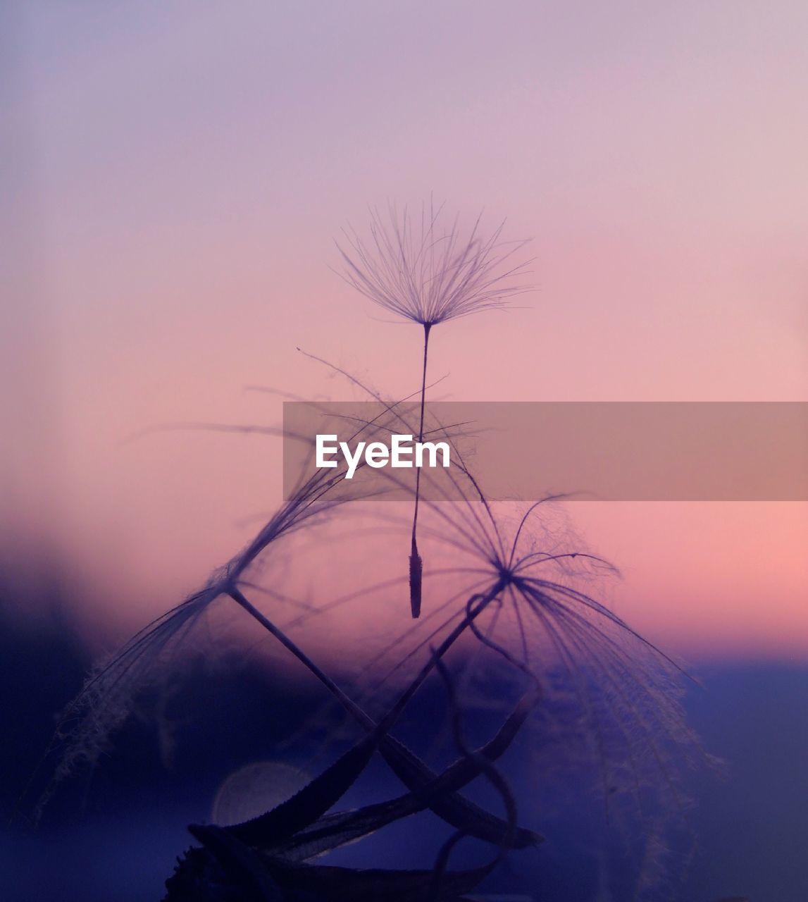 Close-up of dandelion against sky during sunset