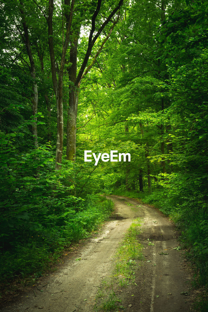 A mysterious dirt road through a green dense forest, spring view