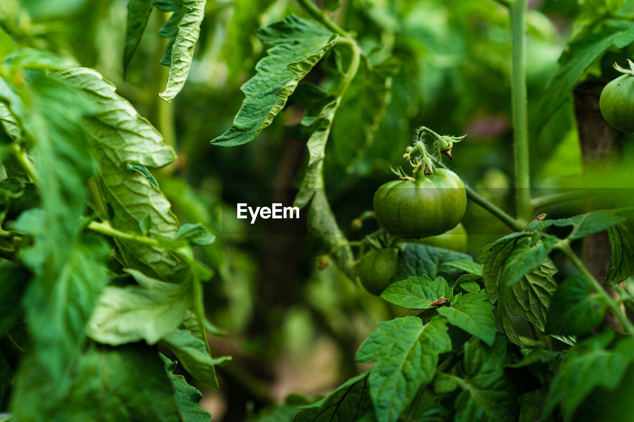 Organic vegetables, tomatoes plants close up