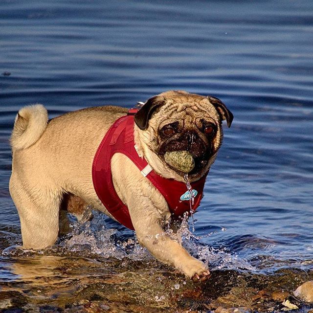 DOG STANDING IN WATER