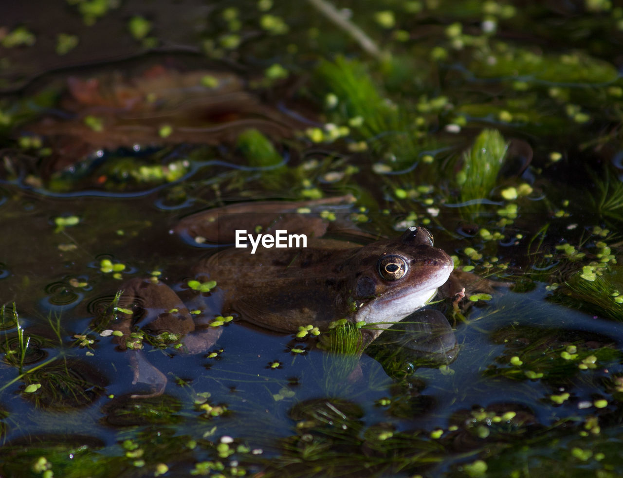 CLOSE-UP OF FROG IN LAKE