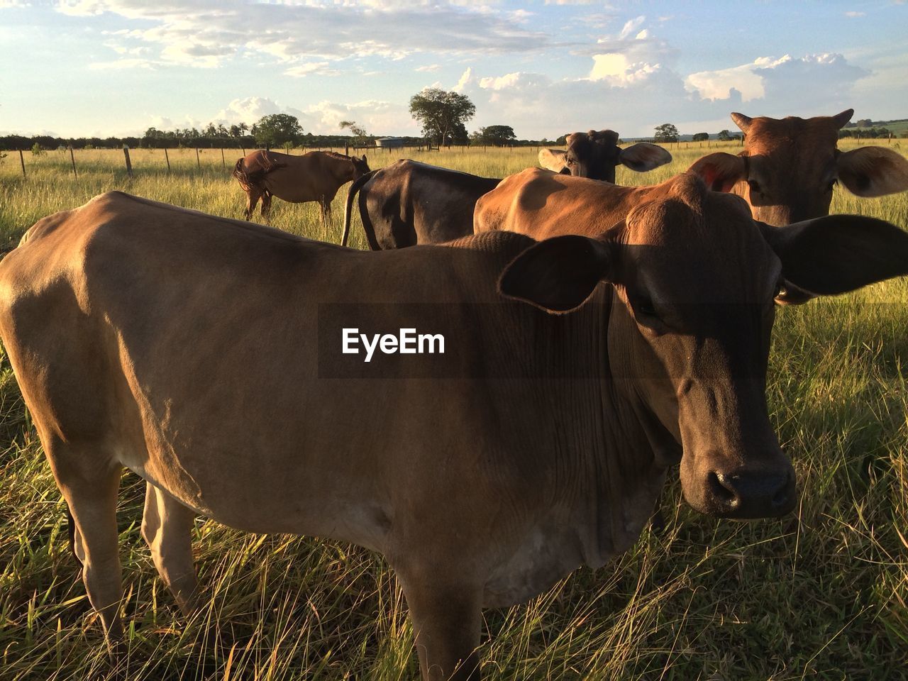 Cows and horse on grassy field