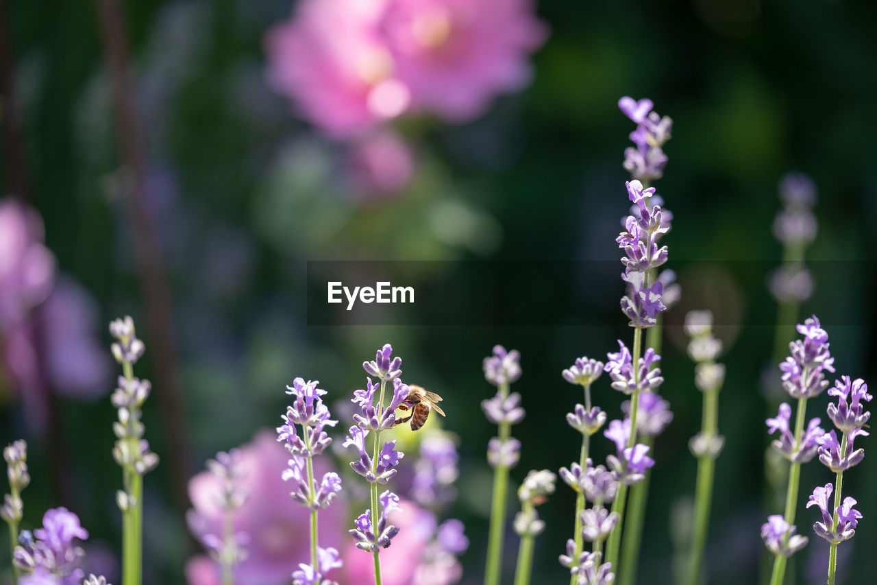 Close-up of purple flowering plants and bee on field