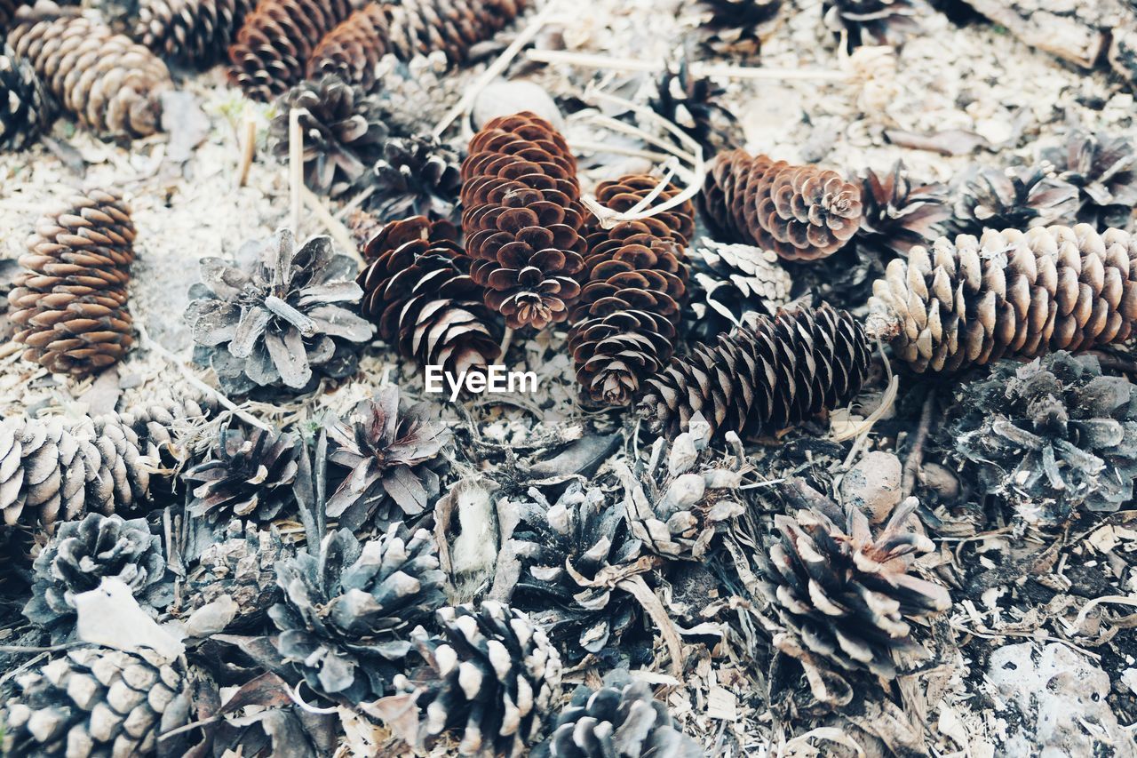 HIGH ANGLE VIEW OF DRIED PINE CONE