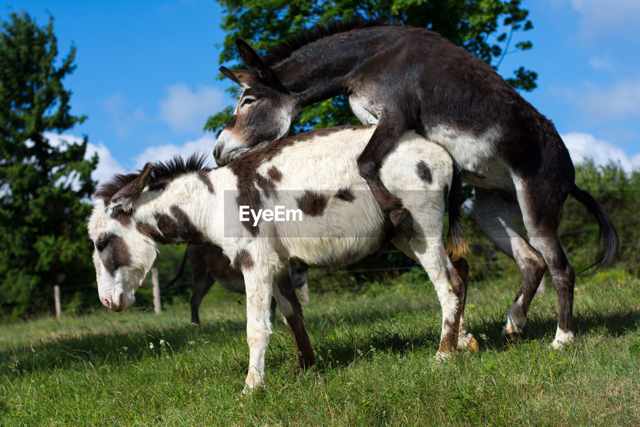Donkeys mating on field
