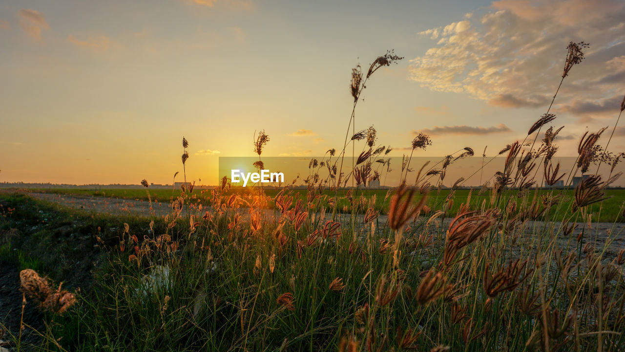 SCENIC VIEW OF SUNSET OVER FIELD