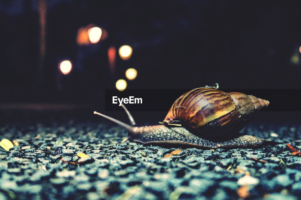 Close-up of snail during night