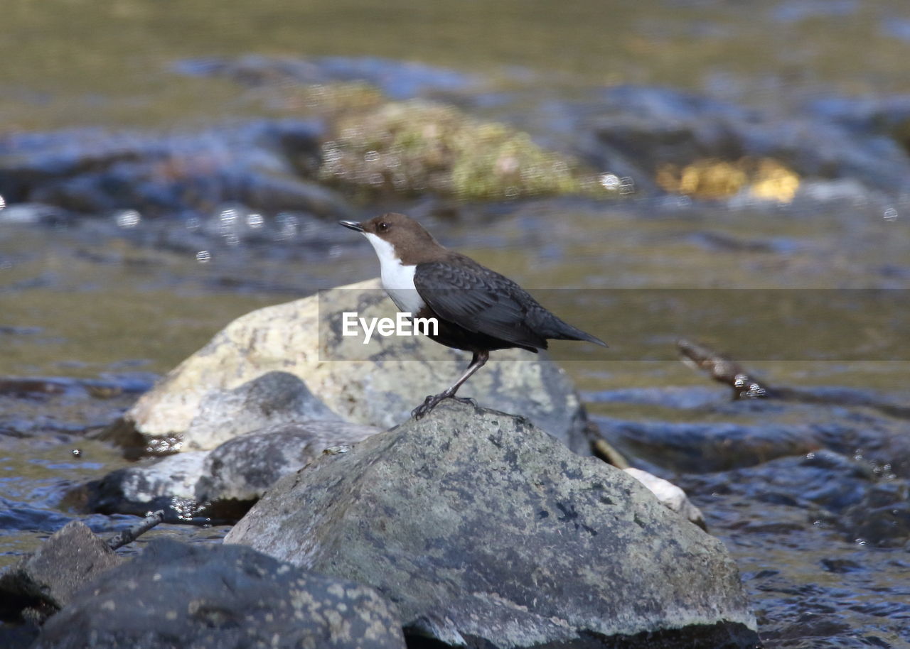 BIRD PERCHING ON ROCK AGAINST SEA