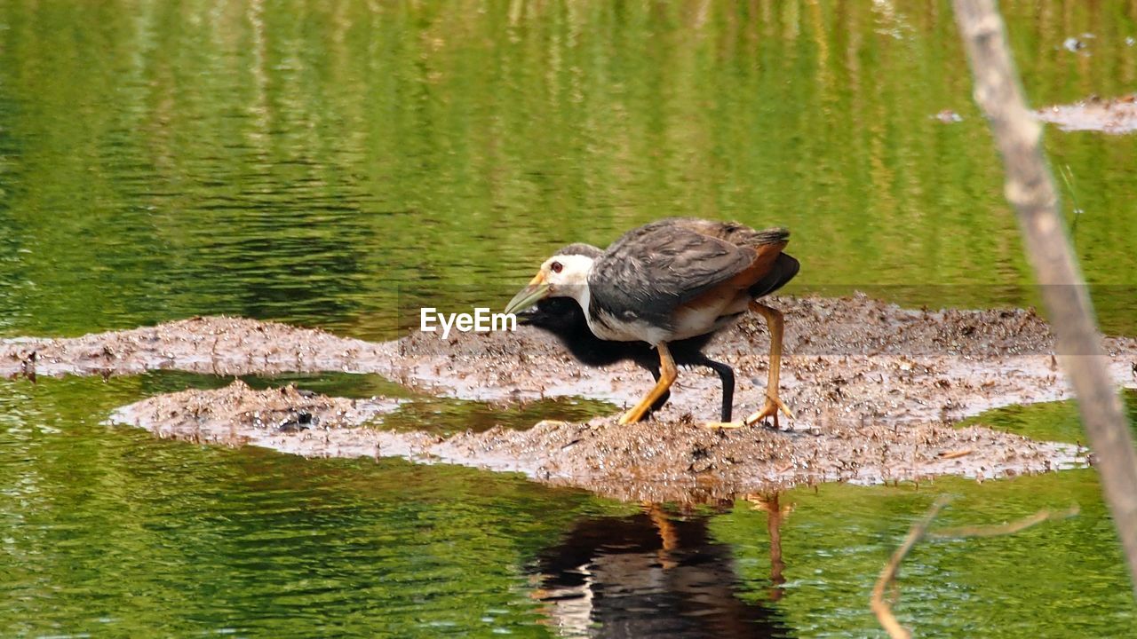 DUCK PERCHING ON A LAKE