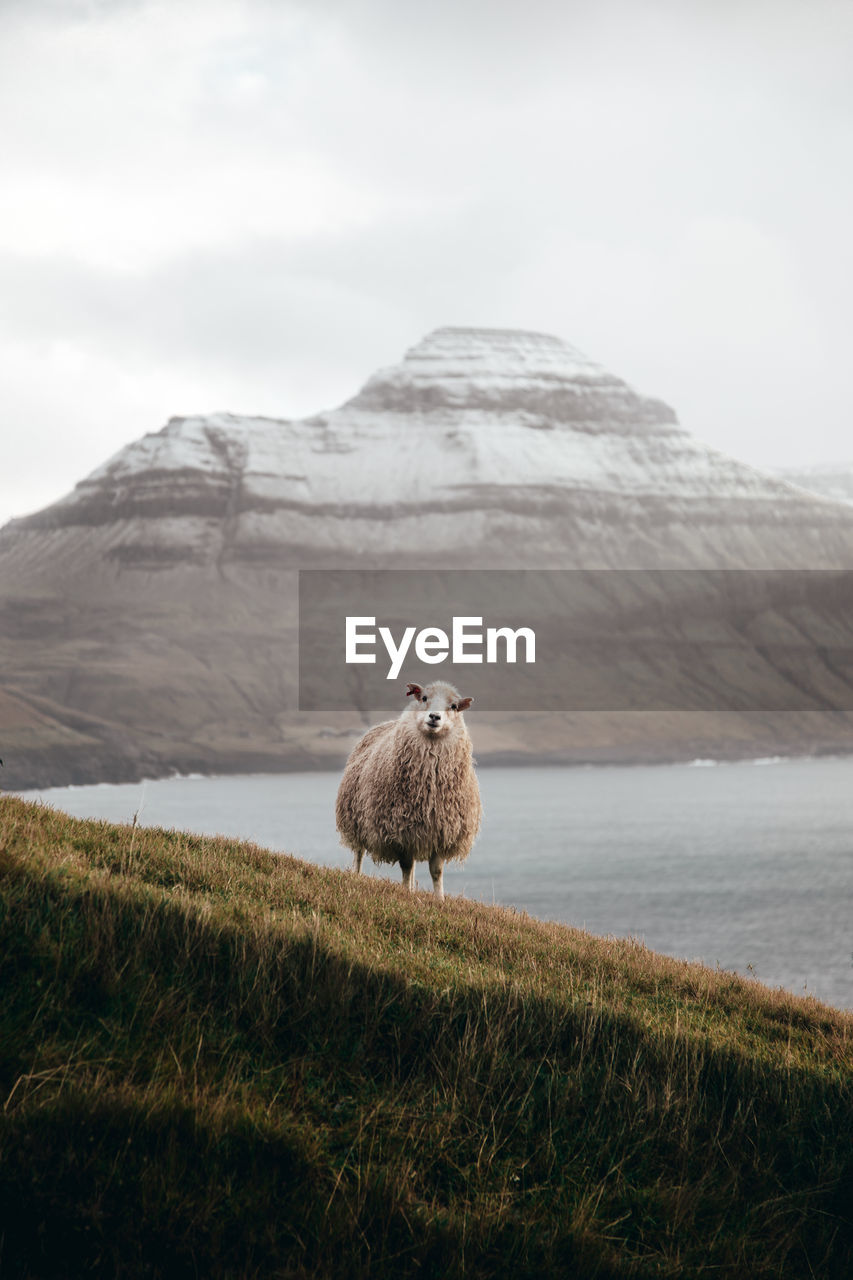 Close-up of sheep standing on field against sky