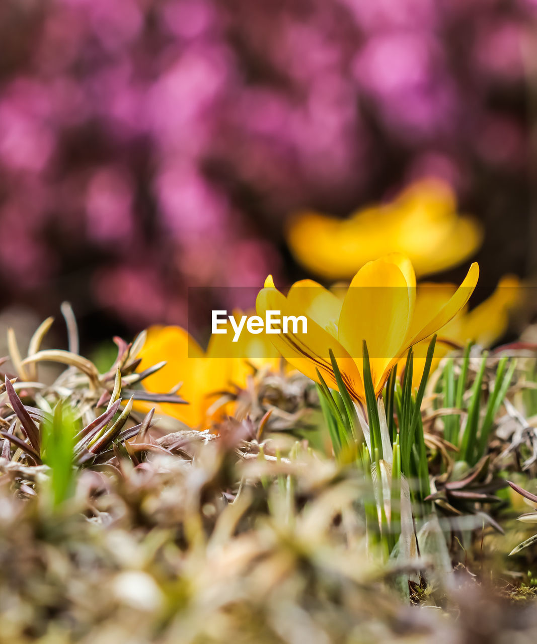 close-up of yellow flowering plant on field