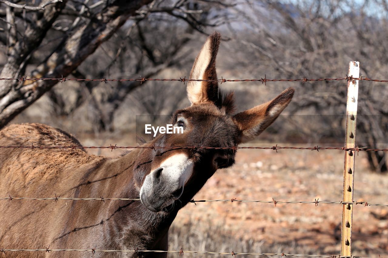 Close-up of donkey and fence