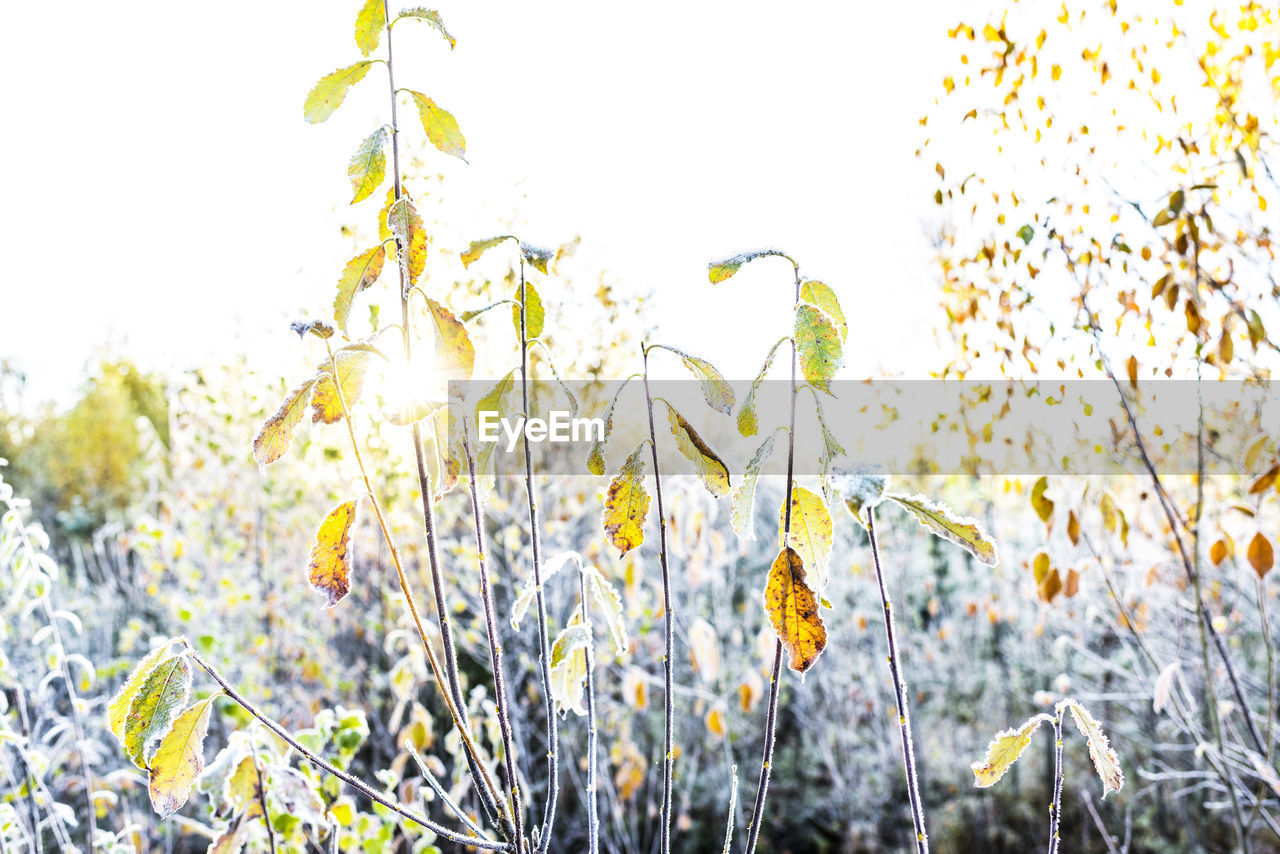 CLOSE-UP OF YELLOW FLOWERS AGAINST CLEAR SKY