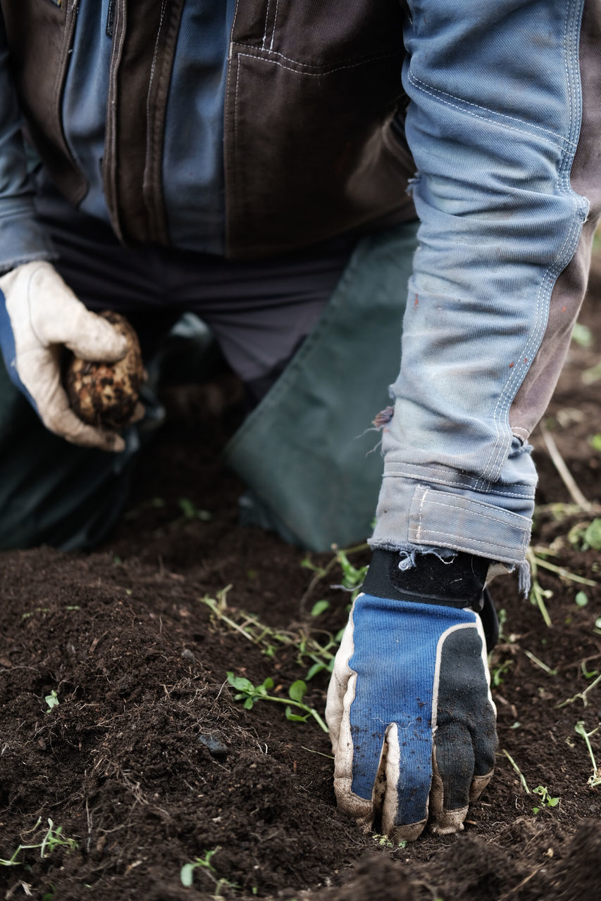 Low section of man harvesting potato on field