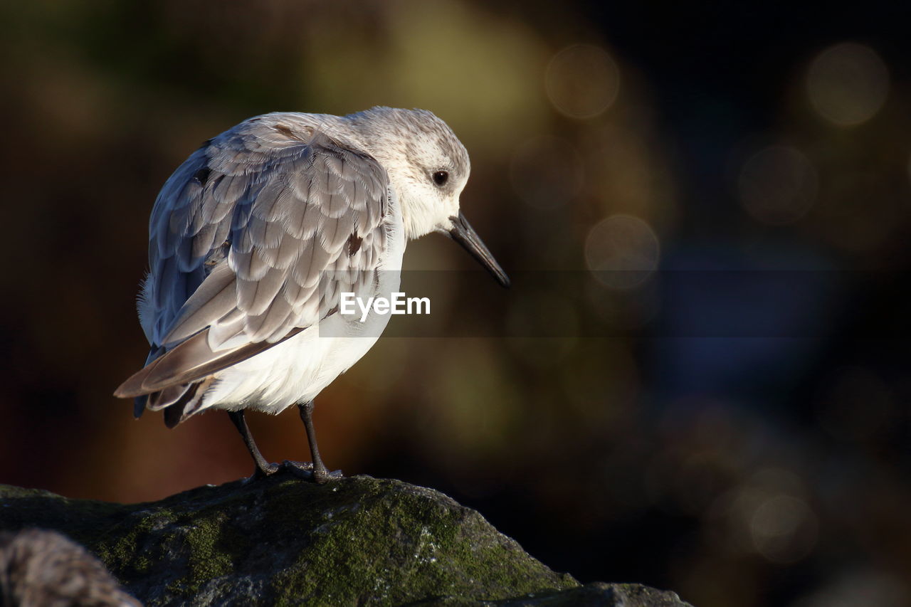 Sanderling looking at a rockpool.