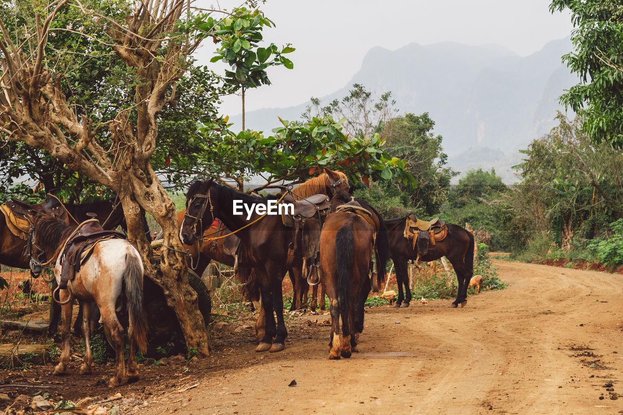 Horses standing in ranch