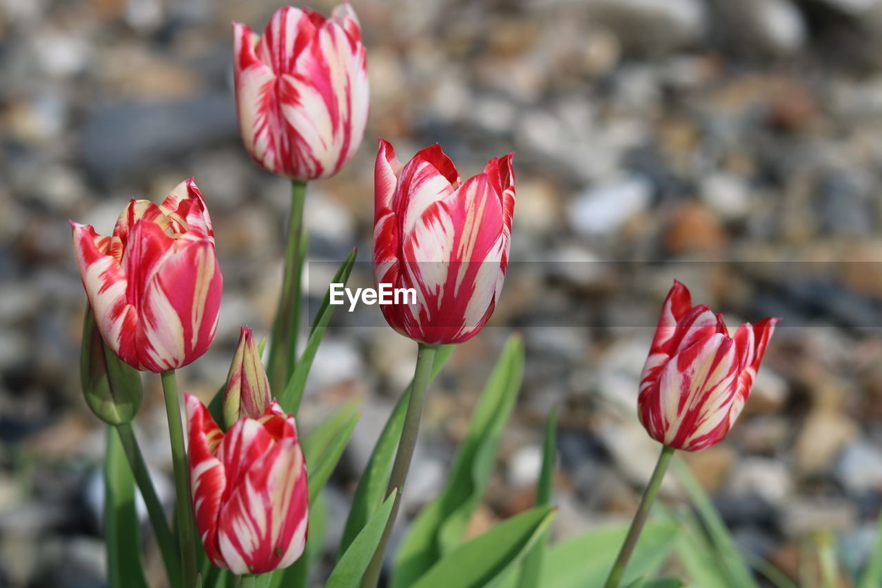 Close-up of red tulips