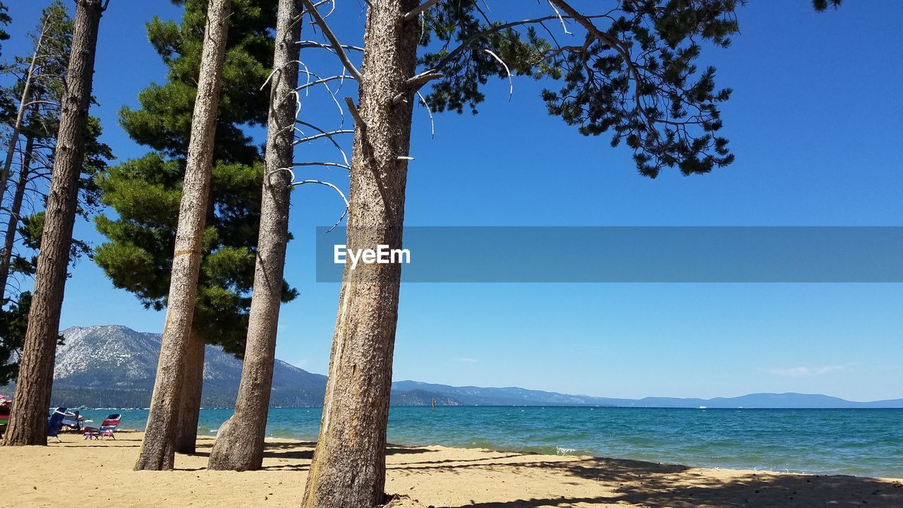 TREES ON BEACH AGAINST CLEAR BLUE SKY