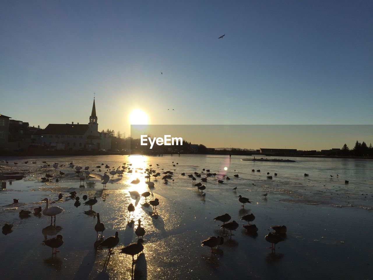 DUCKS ON BEACH AGAINST SKY DURING SUNSET