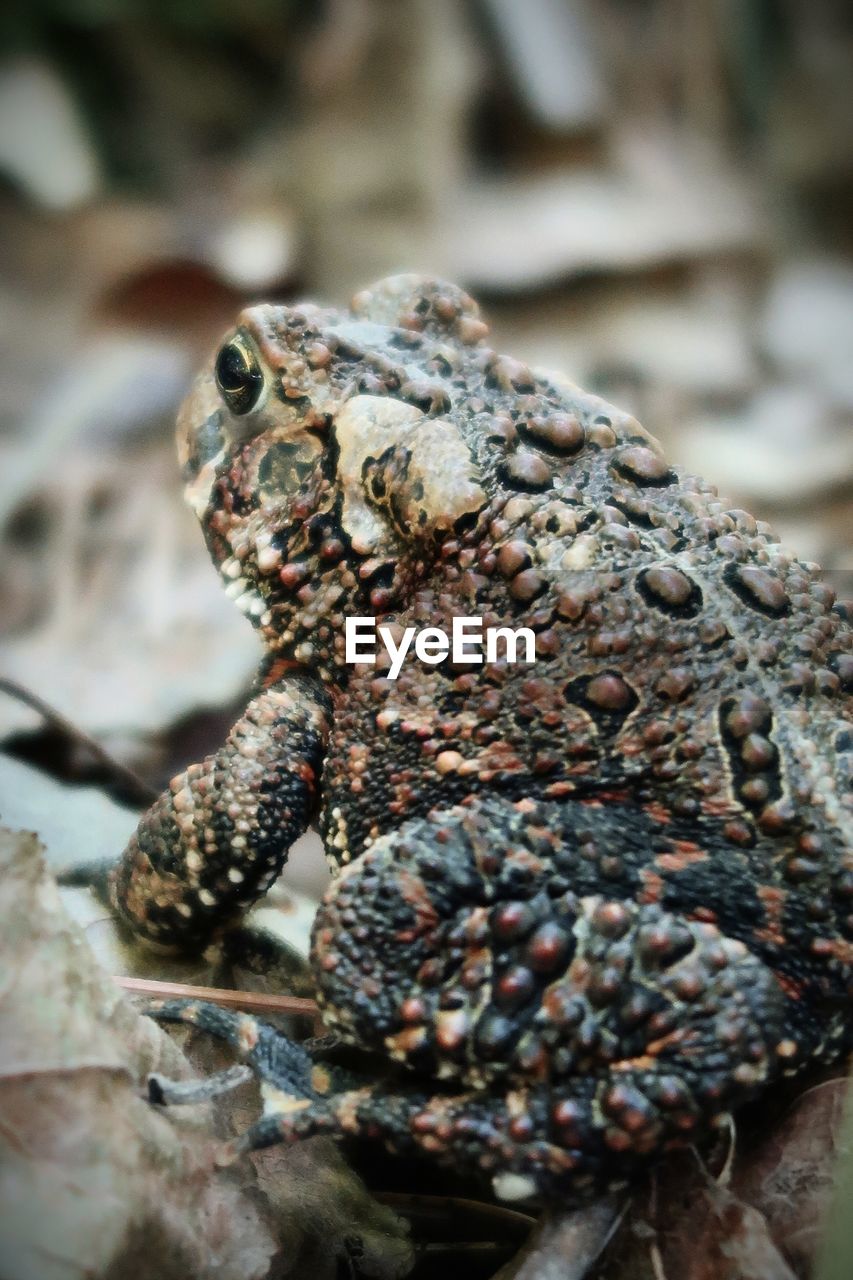 CLOSE-UP OF A FROG