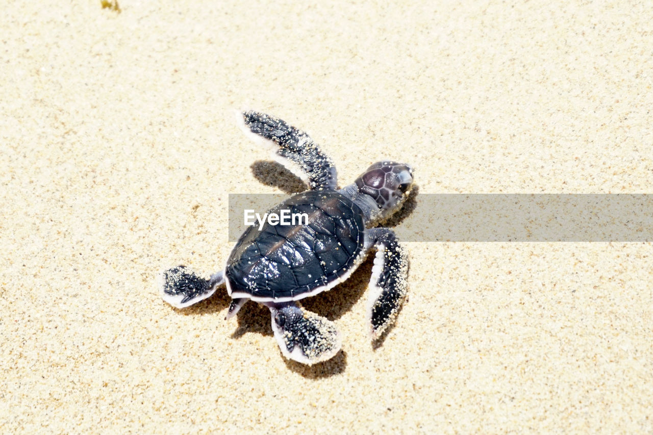 turtle, sea turtle, animal, animal themes, animal wildlife, reptile, wildlife, one animal, sand, land, beach, nature, high angle view, tortoise, no people, shell, day, animal shell, outdoors, close-up, sea, sunlight