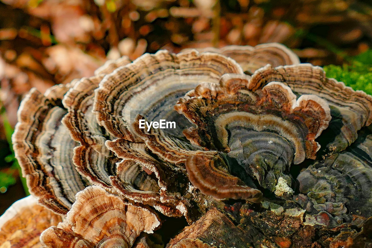 Close-up of mushrooms growing on tree trunk in forest