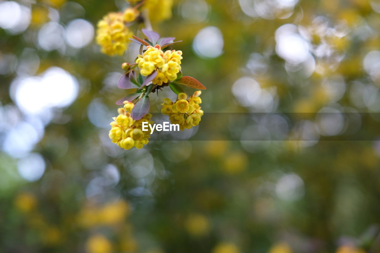 Close-up of yellow flowering plant