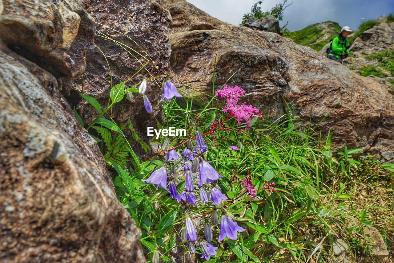 CLOSE-UP OF PURPLE FLOWER PLANTS