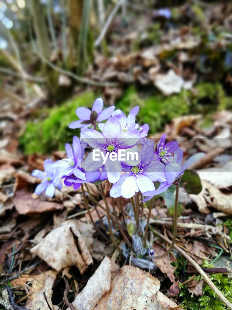 CLOSE-UP OF PURPLE FLOWER BLOOMING