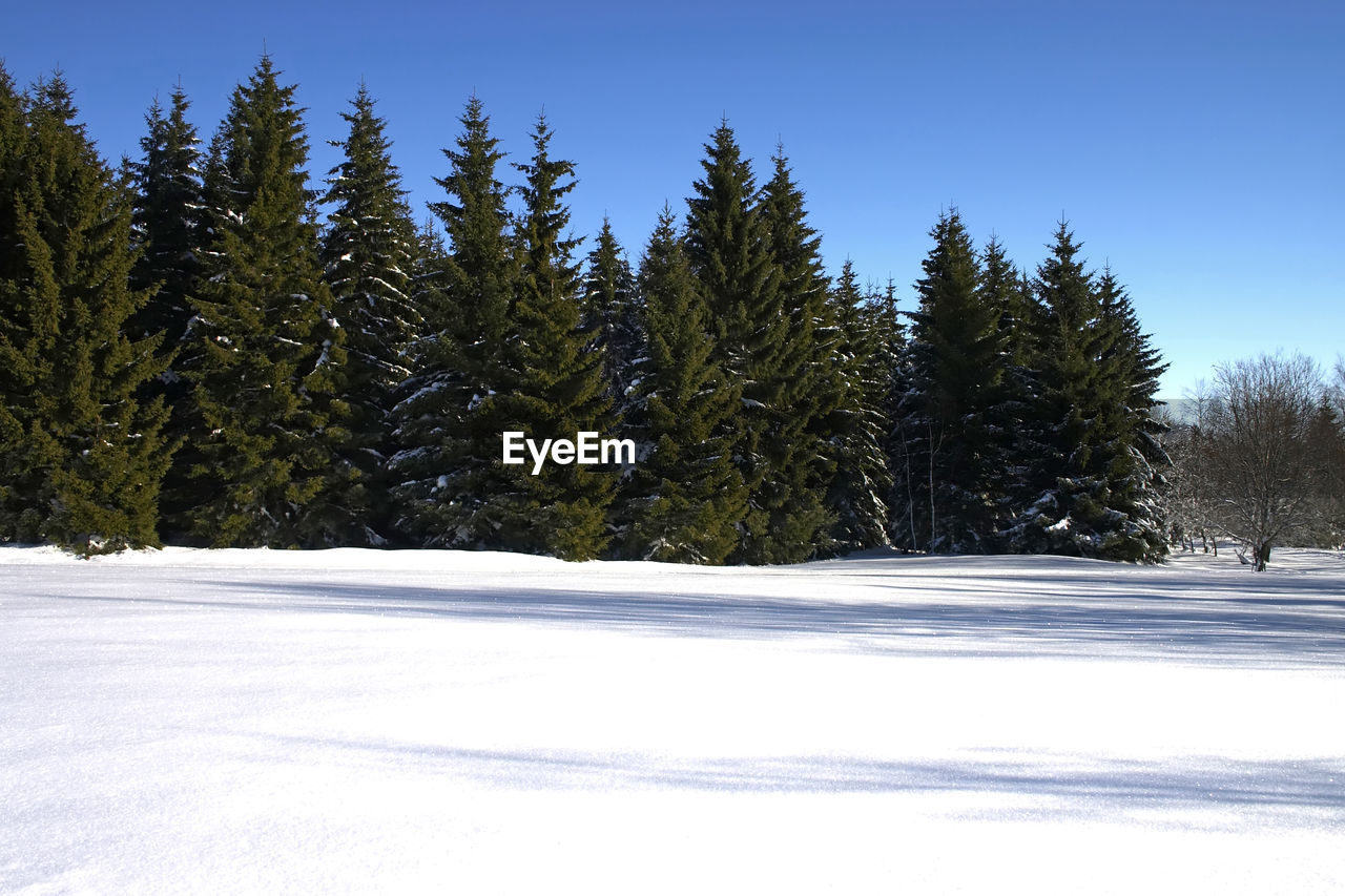 Scenic view of trees on snow covered land against clear sky