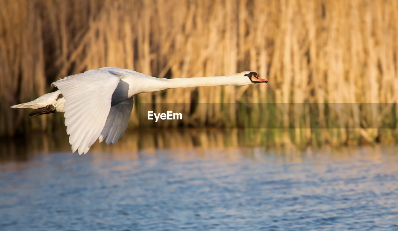 Close-up of swan flying over water