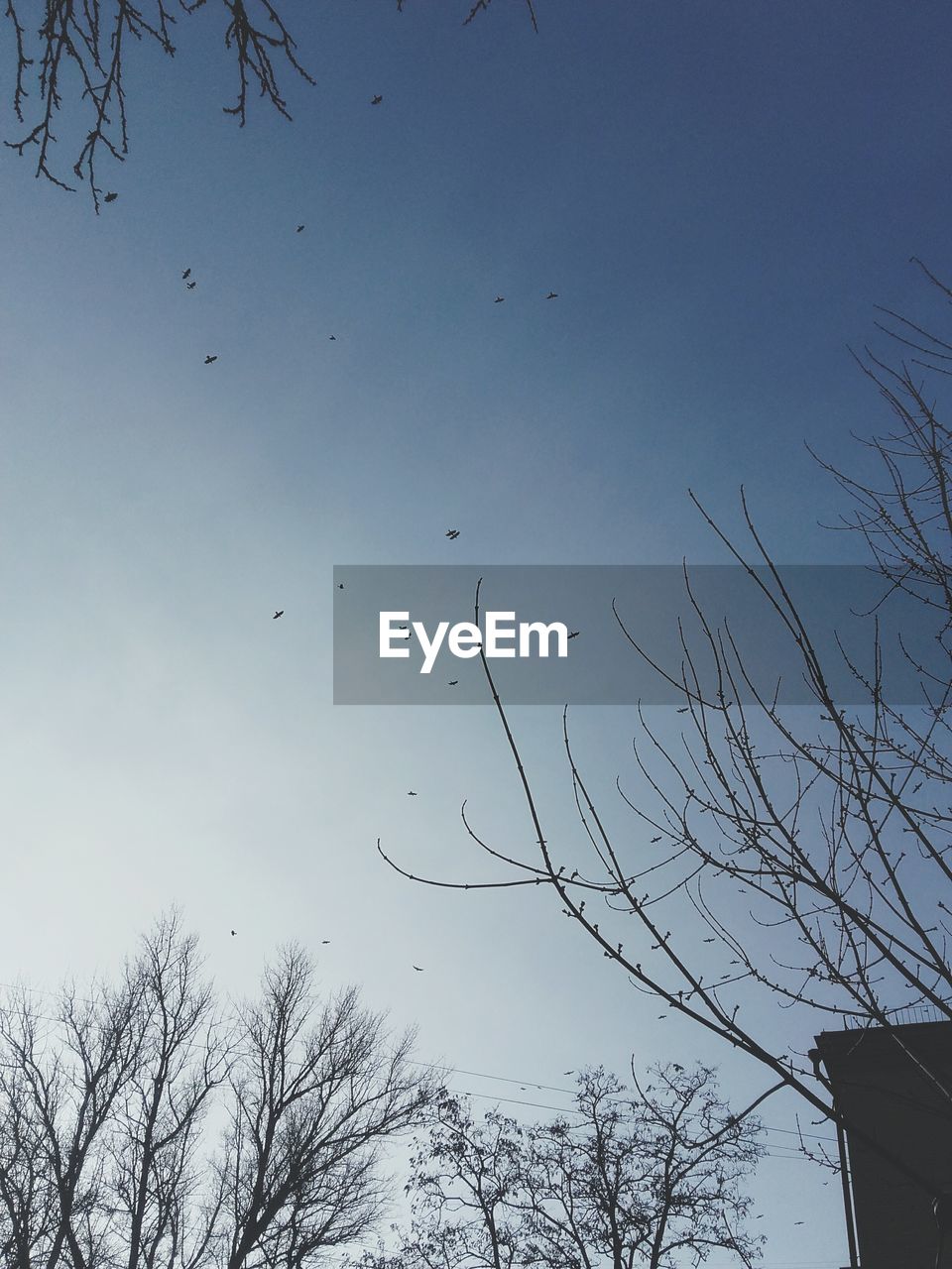 LOW ANGLE VIEW OF TREE AGAINST SKY